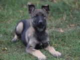 Chiot femelle Berger Belge Malinois LOF à vendre