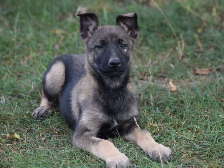 Chiot femelle Berger Belge Malinois LOF à vendre