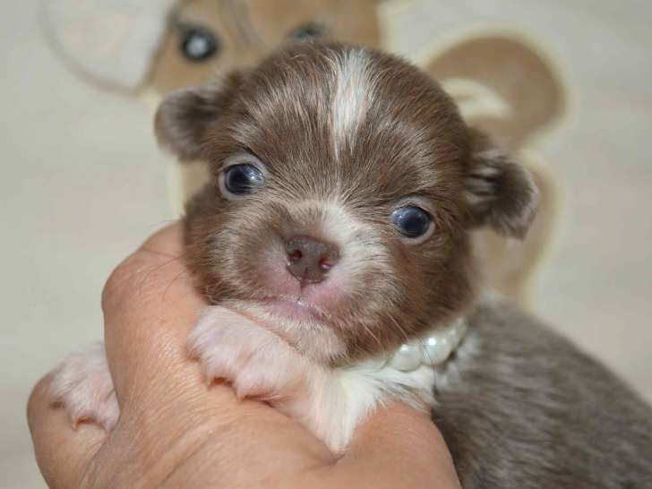 Somptueux mâle Chihuahua lilas et blanc avec pedigree à vendre