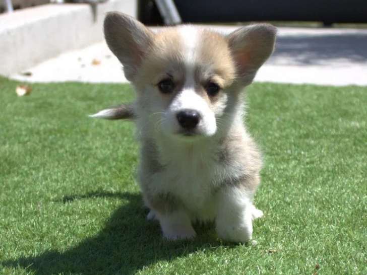 À réserver, 5 chiots mâles Welsh Corgi Pembroke LOF