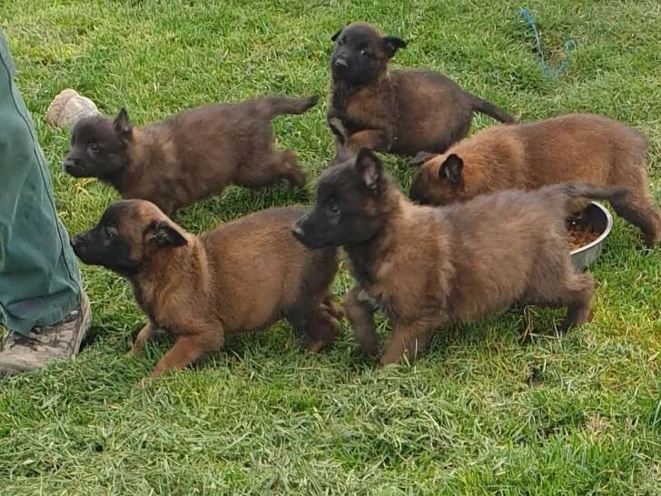 8 chiots Berger Belge Malinois LOF à réserver