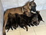8 chiots Berger Belge Malinois LOF à réserver