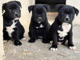2 chiots mâles Staffordshire Bull Terrier LOF à réserver