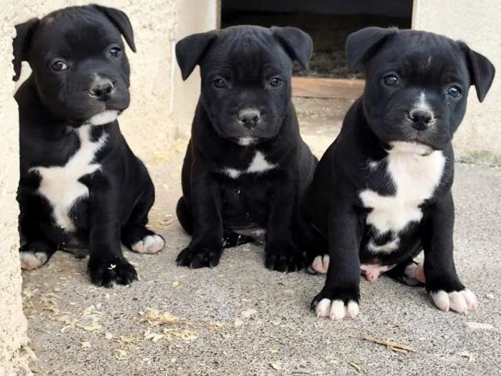 2 chiots mâles Staffordshire Bull Terrier LOF à réserver