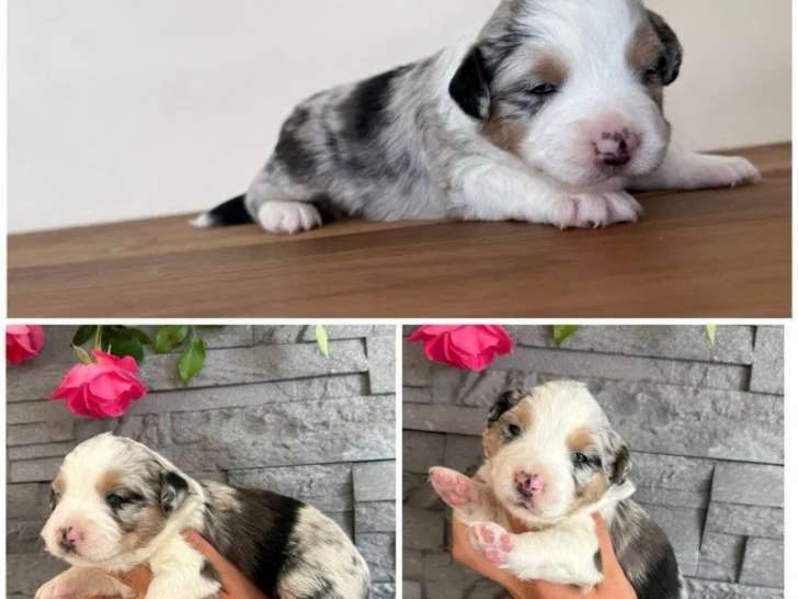 À réserver, des chiots Berger Américain Miniature (LOF)