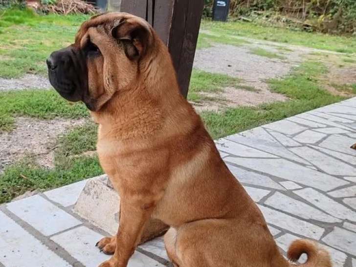 À vendre, 2 chiots mâles Shar-Peï (LOF)