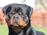 Chiot Rottweiler LOF issus de multichampion à naître