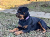 Chiot Rottweiler LOF issus de multichampion à naître