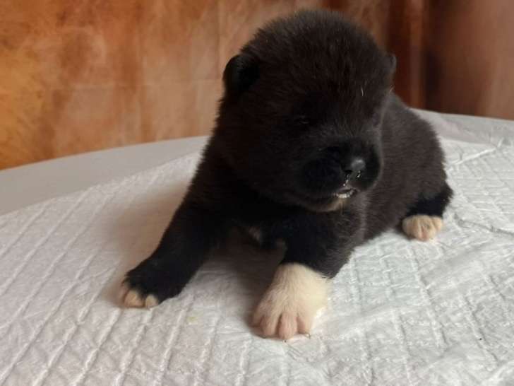 À réserver, 6 chiots Akita Américain LOF, 3 mâles et 3 femelles de septembre 2025