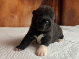 À réserver, 6 chiots Akita Américain LOF, 3 mâles et 3 femelles de septembre 2025