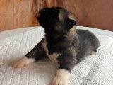 À réserver, 6 chiots Akita Américain LOF, 3 mâles et 3 femelles de septembre 2025