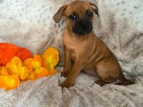1 chiot femelle Staffordshire Bull Terrier LOF à vendre
