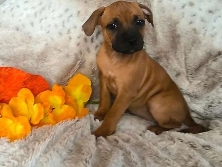 1 chiot femelle Staffordshire Bull Terrier LOF à vendre