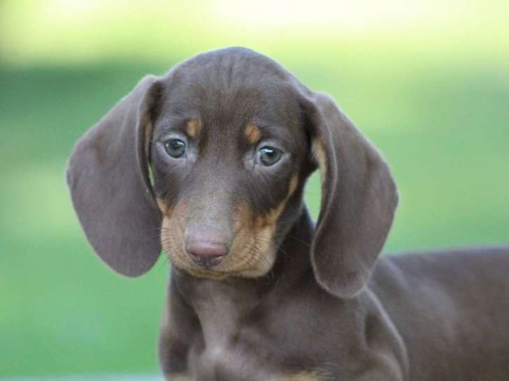 1 chiot mâle Teckel Poil Ras Chocolat & Tan LOF de juillet 2025 à réserver