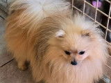 À vendre, chien adulte mâle Spitz Nain Pomeranian (LOF)