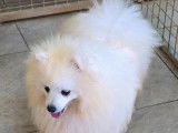 Chien Spitz Nain Pomeranian disponible à la vente (LOF)