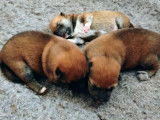 Réservation ouverte pour 3 chiots Shiba Inu LOF nés août 2025, 2 femelles et 1 mâle