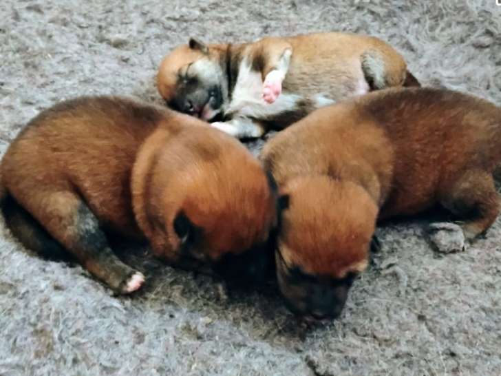 Réservation ouverte pour 3 chiots Shiba Inu LOF nés août 2025, 2 femelles et 1 mâle