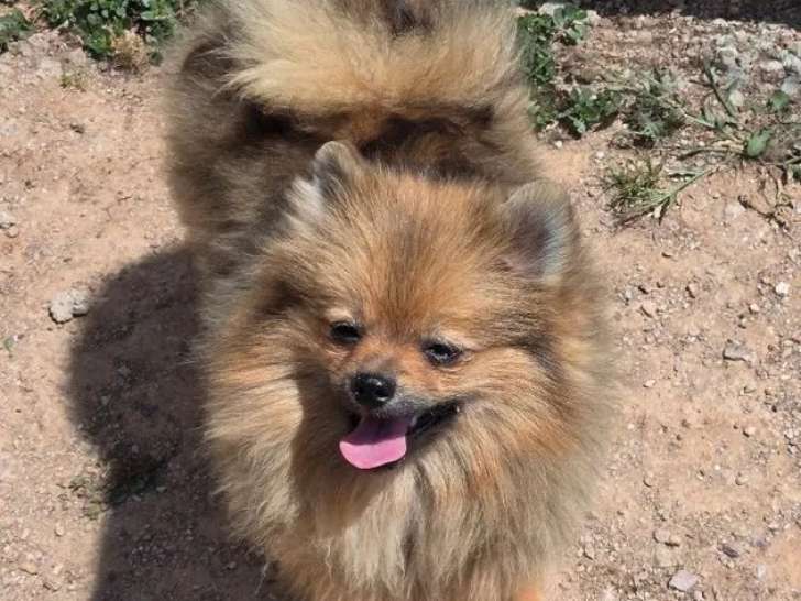 Chiot femelle Spitz Nain à réserver (LOF)