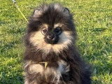 1 chiot femelle Spitz Nain Pomeranian disponible à l’achat (LOF)