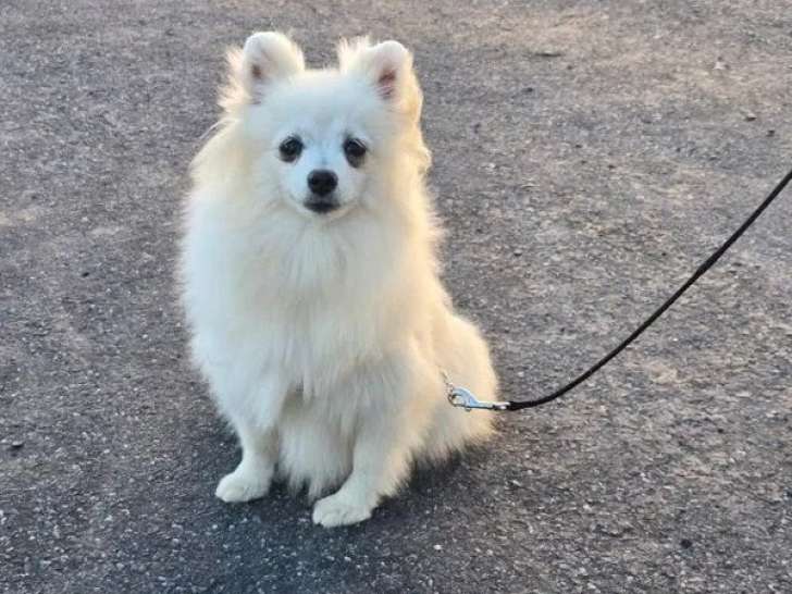 1 chiot femelle Spitz Nain Pomeranian disponible à la réservation (LOF)