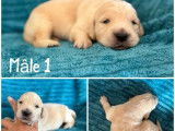 Chiots Golden Retriever LOF à réserver
