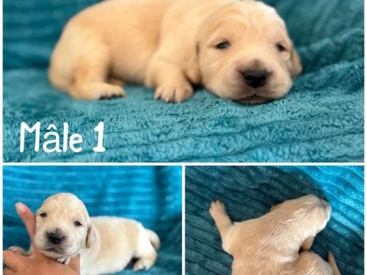 Chiots Golden Retriever LOF à réserver