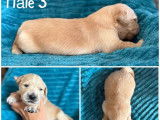 Chiots Golden Retriever LOF à réserver