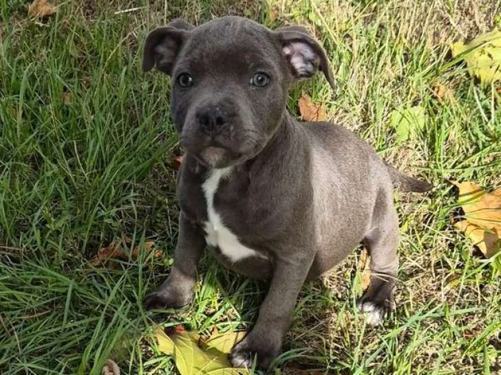 À vendre, 3 chiots mâles Staffordshire Bull Terrier LOF