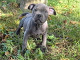 À vendre, 3 chiots mâles Staffordshire Bull Terrier LOF