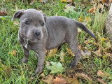 À vendre, 3 chiots mâles Staffordshire Bull Terrier LOF