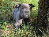 À vendre, 3 chiots mâles Staffordshire Bull Terrier LOF