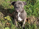 À vendre, 3 chiots mâles Staffordshire Bull Terrier LOF