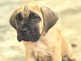 À réserver, 4 chiots Cane Corso (LOF)
