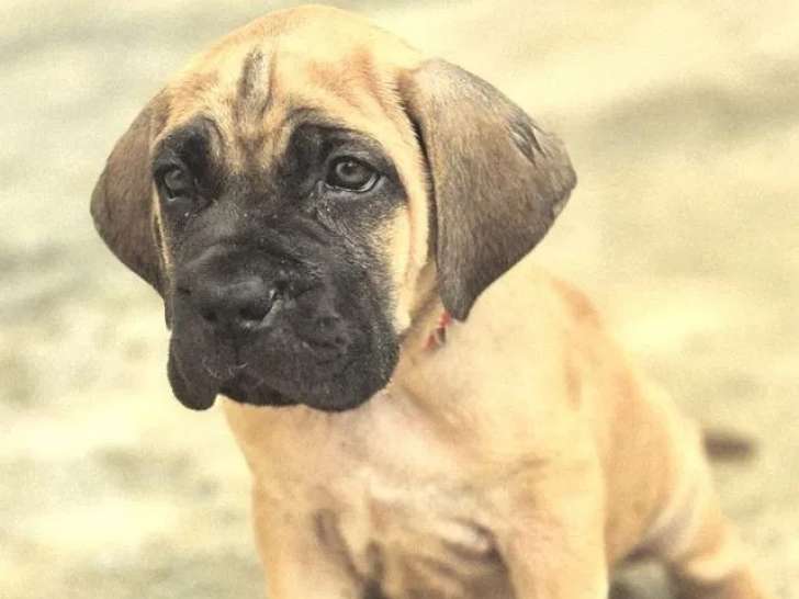 À réserver, 4 chiots Cane Corso (LOF)