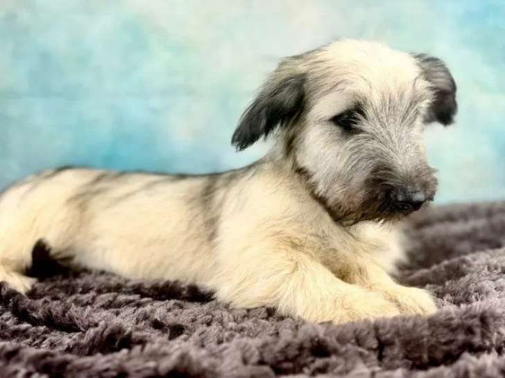 2 chiots Skye Terrier LOF à vendre