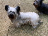 2 chiots Skye Terrier LOF à vendre