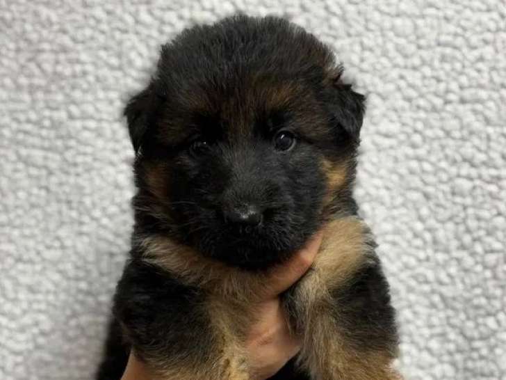 À réserver, 6 chiots Bergers Allemands LOF