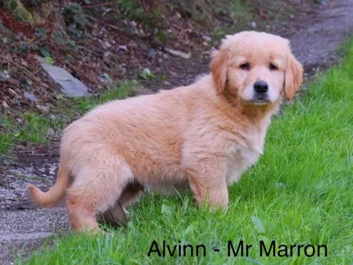 À réserver, 3 chiots mâles Golden Retriever LOF