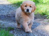 &Agrave; r&eacute;server, 3 chiots m&acirc;les Golden Retriever LOF