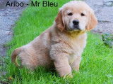 &Agrave; r&eacute;server, 3 chiots m&acirc;les Golden Retriever LOF