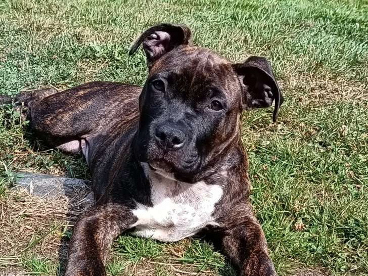 Chiot American Staffordshire Terrier LOF à vendre