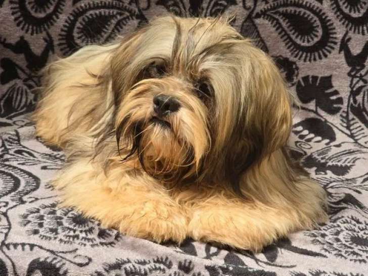 Chiots Lhassa Apso disponibles à la réservation (LOF)