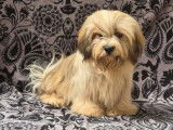 Chiots Lhassa Apso disponibles à la réservation (LOF)