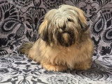 Chiots Lhassa Apso disponibles à la réservation (LOF)