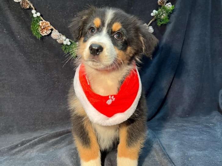 Mâle M1 noir tricolore queue longue collier vert ACE