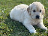 Chiots mâles Golden Retriever LOF à réserver