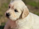 Chiots mâles Golden Retriever LOF à réserver
