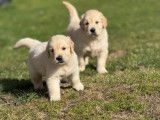 Chiots mâles Golden Retriever LOF à réserver