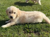 Chiots mâles Golden Retriever LOF à réserver